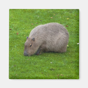 Capybara Magneet