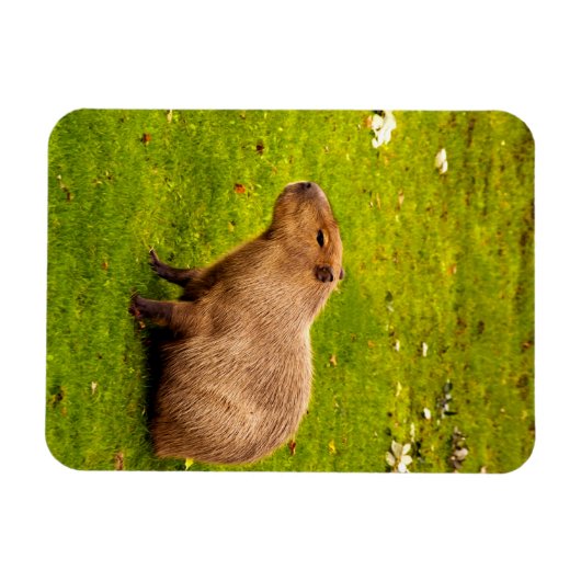 Capybara Magneet (Horizontaal)