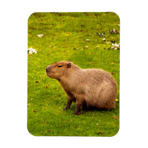 Capybara Magneet