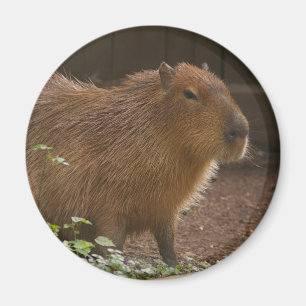 Capybara Magneet