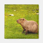 Capybara Magneet (Voorkant)