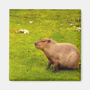 Capybara Magneet