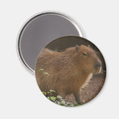 Capybara Magneet (Voorkant / Achterkant)