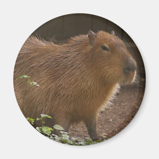 Capybara Magneet (Voorkant)