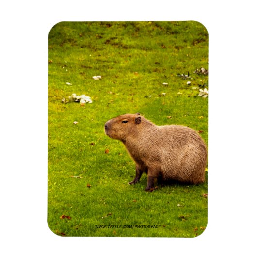 Capybara Magneet (Verticaal)