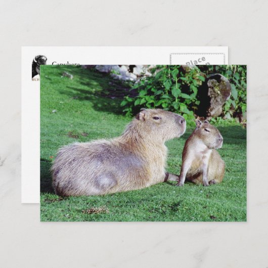 Capybara Mam en Son Briefkaart (Voorkant / Achterkant)