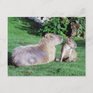 Capybara Mam en Son Briefkaart