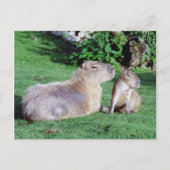 Capybara Mam en Son Briefkaart (Voorkant)