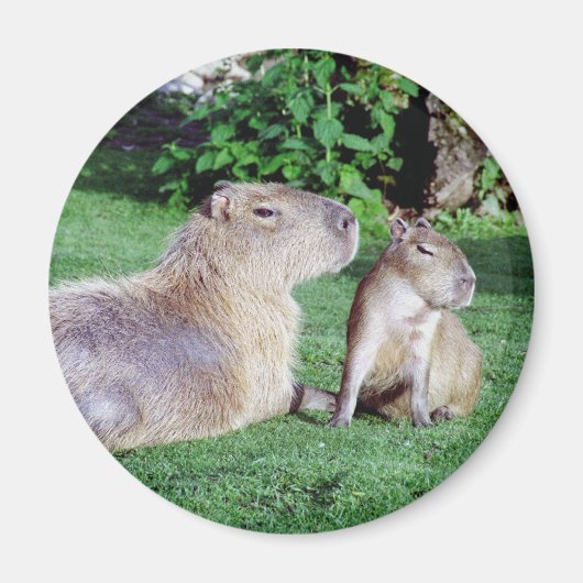 Capybara mam en zoon magneet (Voorkant)