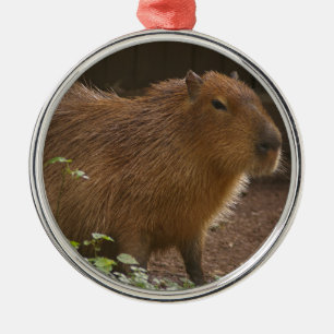 Capybara Metalen Ornament