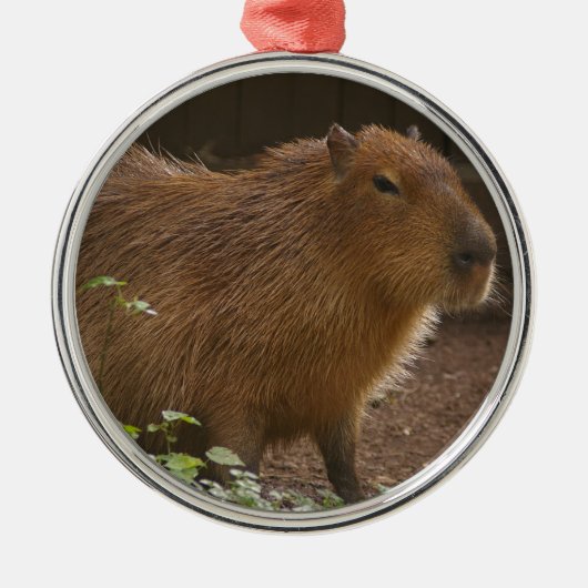Capybara Metalen Ornament (Voorkant)