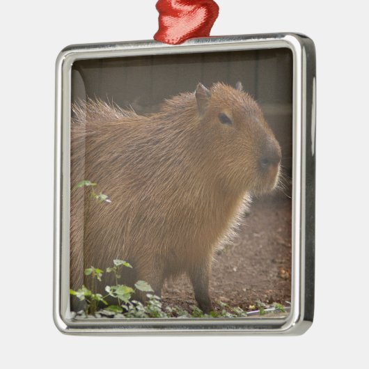 Capybara Metalen Ornament (Links)