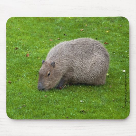 Capybara Mousepad Muismat (Voorkant)
