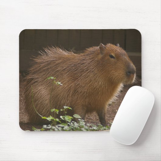 Capybara Muismat (Met muis)