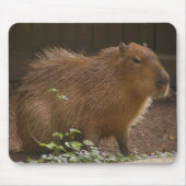 Capybara Muismat (Voorkant)