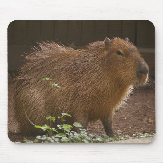 Capybara Muismat (Voorkant)