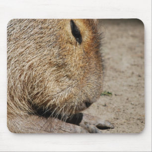 Capybara Muismat