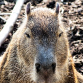 CAPYBARA MUISMAT
