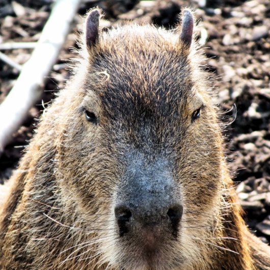 CAPYBARA MUISMAT