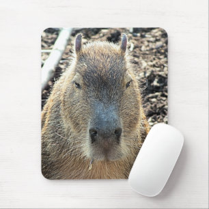 CAPYBARA MUISMAT