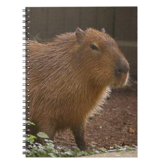Capybara Notitieboek (Voorkant)
