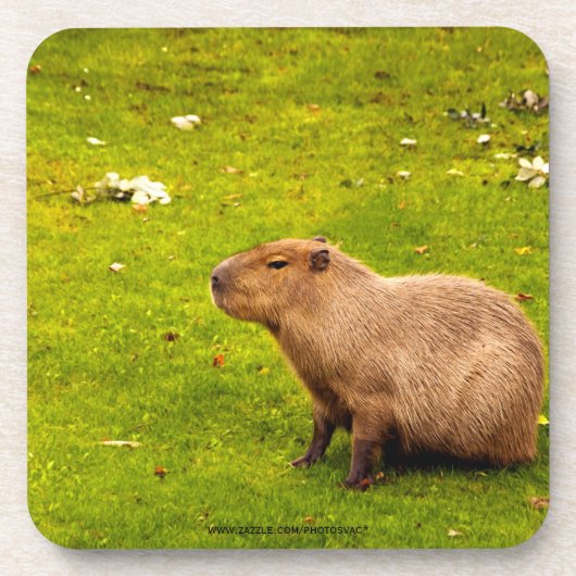Capybara Onderzetter (Voorkant)