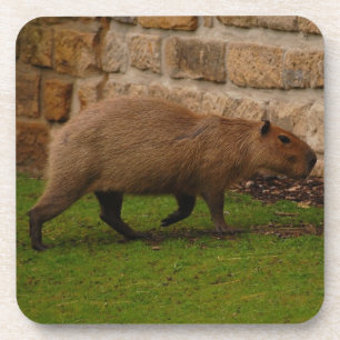 capybara onderzetter