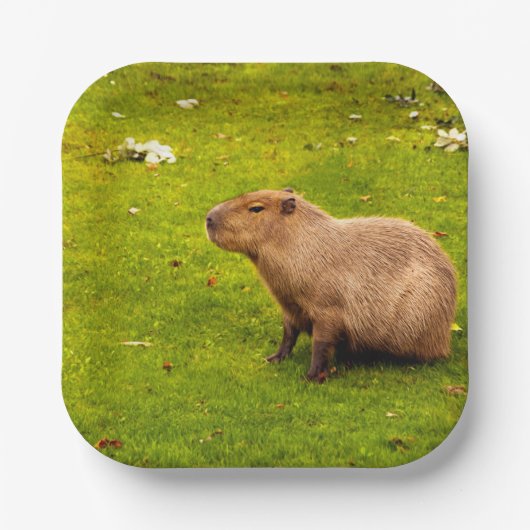 Capybara Papieren Bordje (Voorkant)