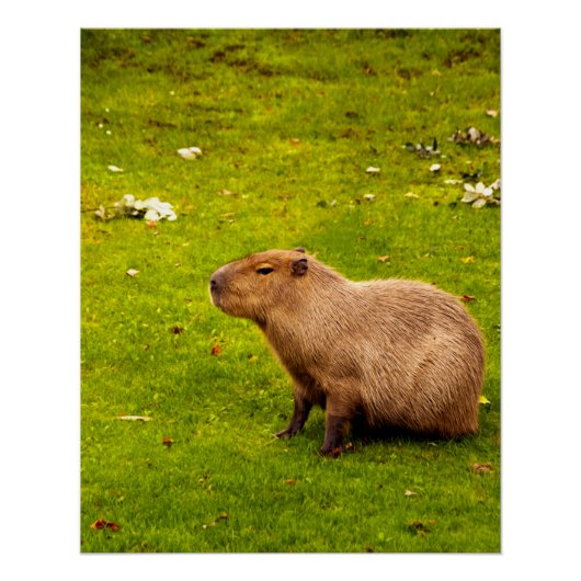 Capybara Perfect Poster (Voorkant)