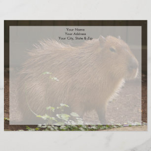 Capybara Persoonlijk Briefhoofd