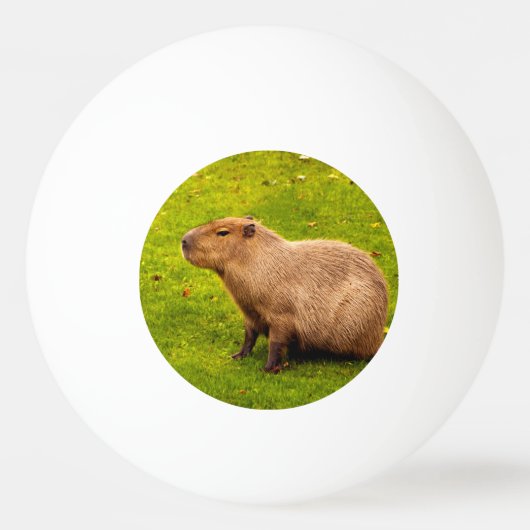Capybara Pingpongbal (Voorkant)