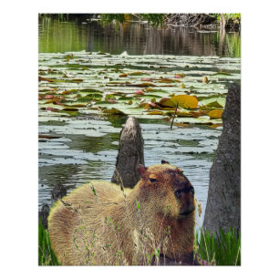 Capybara - Pneumatophores - Wilde leven Perfect Poster