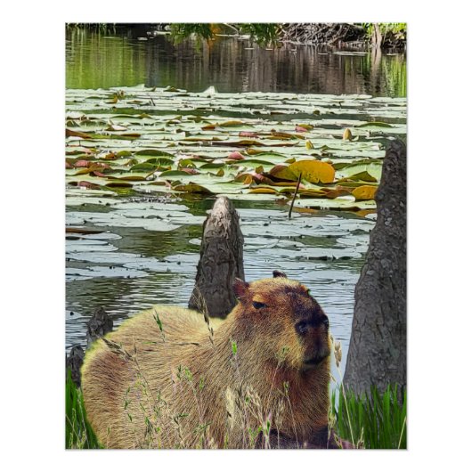 Capybara - Pneumatophores - Wilde leven Perfect Poster (Voorkant)