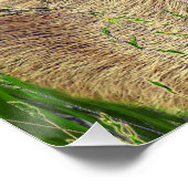 Capybara - Pneumatophores - Wildlife Perfect Poster (Hoek)