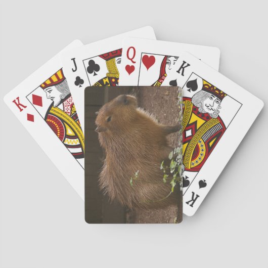 Capybara Pokerkaarten (Achterkant)