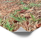 Capybara Poster (Hoek)