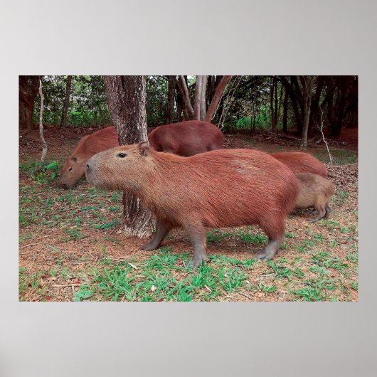 Capybara Poster (Voorkant)