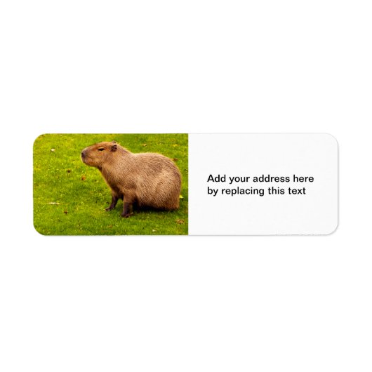 Capybara Retouradreslabels Etiket (Voorkant)