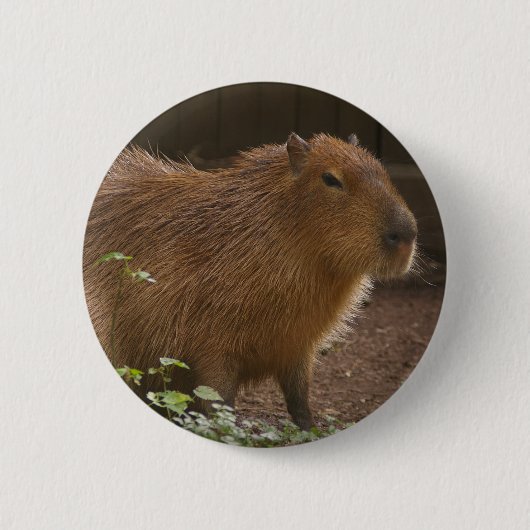 Capybara Ronde Button 5,7 Cm (Voorkant)
