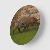 capybara ronde klok (Hoek)