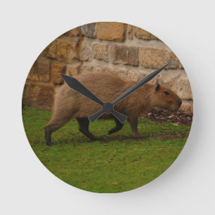 capybara ronde klok