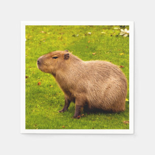 Capybara Servet