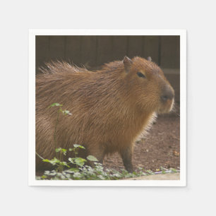 Capybara Servet