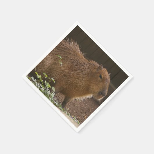 Capybara Servet (Hoek)