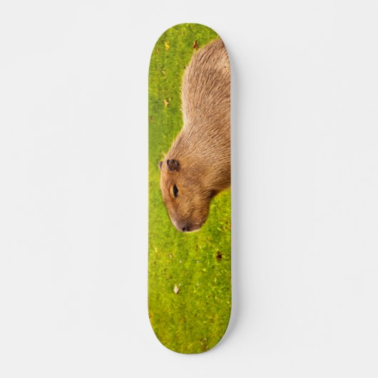 Capybara Skateboard (Voorkant)