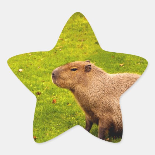 Capybara Ster Sticker (Voorkant)