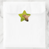 Capybara Ster Sticker (Tas)