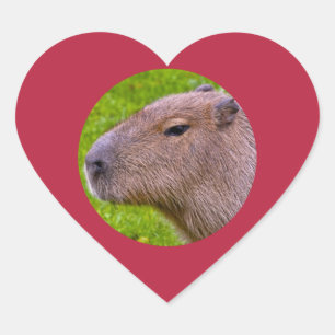 Capybara Sticker