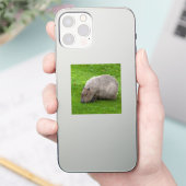 Capybara Sticker (Telefoon)