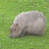 Capybara Sticker (Voorkant)